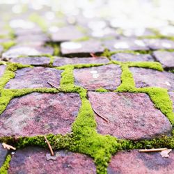 Close-up of moss growing on stone wall