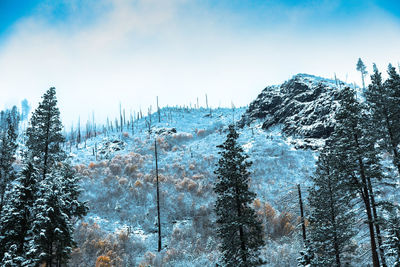 Scenic view of pine trees in forest against sky