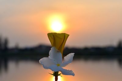 Close-up of flowering plant against sky during sunset