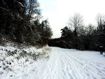 Trees on snow covered landscape