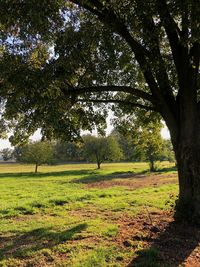 Trees on field