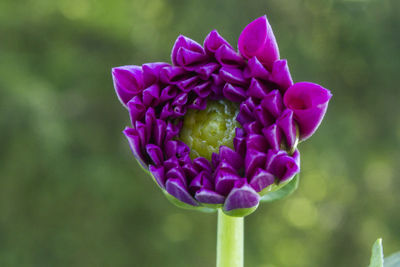 Close-up of purple flowering plant