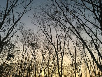 Low angle view of silhouette bare trees against sky