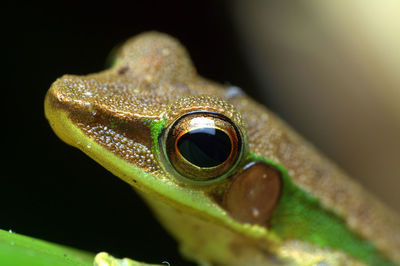 Close-up of frog on black background