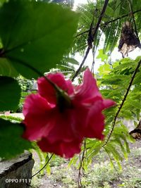 Close-up of pink hibiscus flower