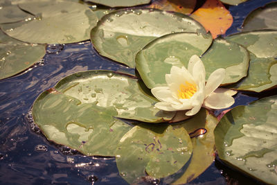 High angle view of lotus water lily in lake