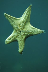 Close-up of fish swimming in sea