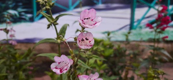 Close-up of pink flowering plant