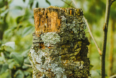 Close-up of lichen on tree trunk in forest