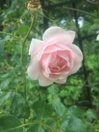 Close-up of rose blooming outdoors