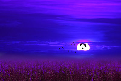 View of purple flower against blue sky