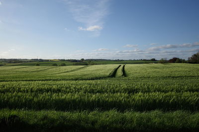 Scenic view of agricultural field against sky