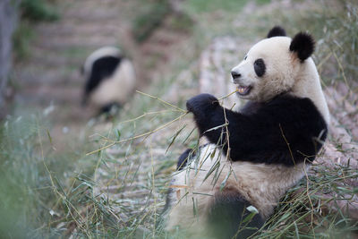 Cute panda eating twig in zoo