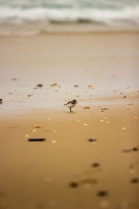 Surface level of beach