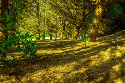 Trees in park