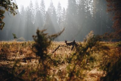 Grass in forest during autumn