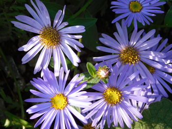 Close-up of purple daisy flowers