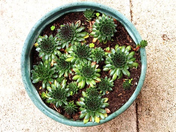 High angle view of succulent plant in pot