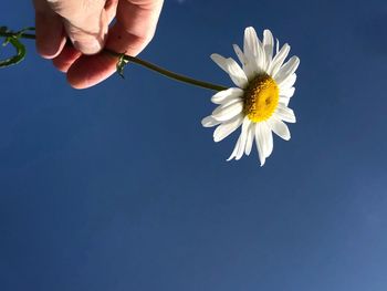 Close-up of hand holding white daisy against blue sky