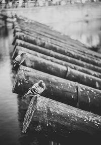 Pigeons perching on pier in lake