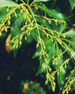 High angle view of green leaf