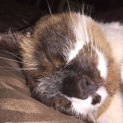 Close-up of cat sleeping