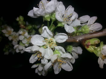 Close-up of fresh flowers on tree