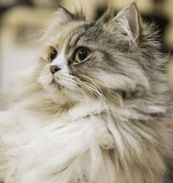 Close-up of cat