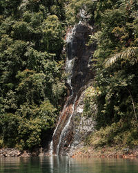 Scenic view of waterfall in forest