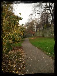 Footpath along trees