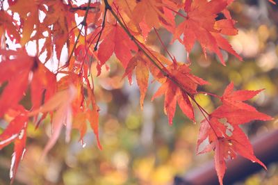 Close-up of maple leaves on tree