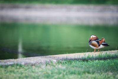 Bird on a lake