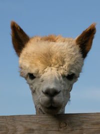 Low angle view of alpaca against clear sky