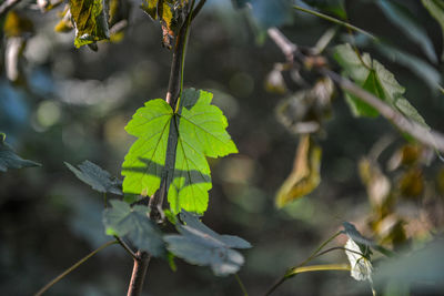 Close-up of leaves on plant