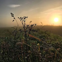 Plants growing on field against sky during sunset