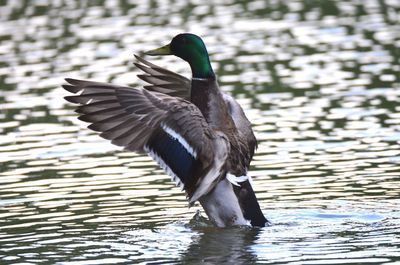 Bird flying over lake