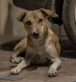 Close-up portrait of dog sitting