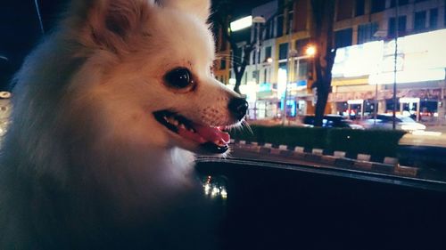 Close-up of dog sticking out tongue