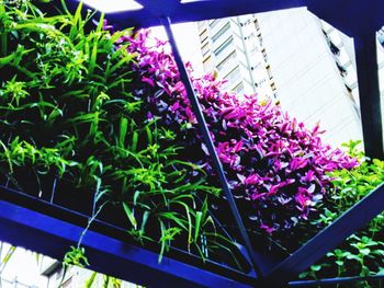 Close-up of purple flowering plants in potted plant