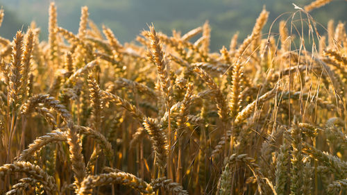 Close-up of wheat growing on field