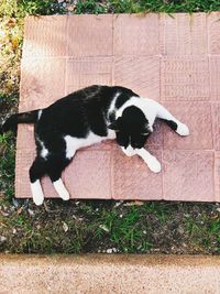 High angle view of black cat on grass