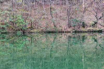 Scenic view of lake in forest