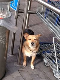 High angle portrait of dog standing on railing