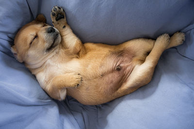 High angle view of dog sleeping on bed