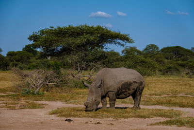 Elephants on field against sky