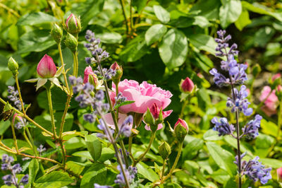 Close-up of pink flowering plants