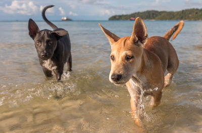 Portrait of dog on beach