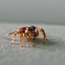 Close-up of spider