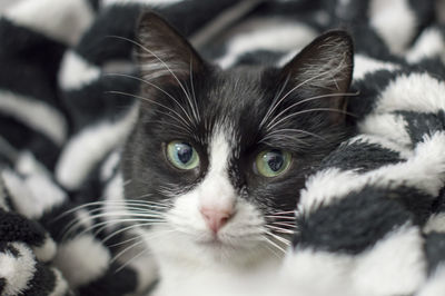 Close-up portrait of a kitten