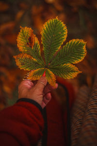 Cropped hand holding plant